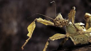 A giant prickly stick insect (Extatosoma tiaratum).