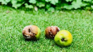 picture of rotten apples on grass