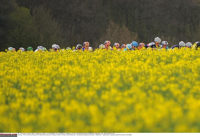 The colourful peloton races through fields of spring flowers in bloom during the 2012 Amstel Gold