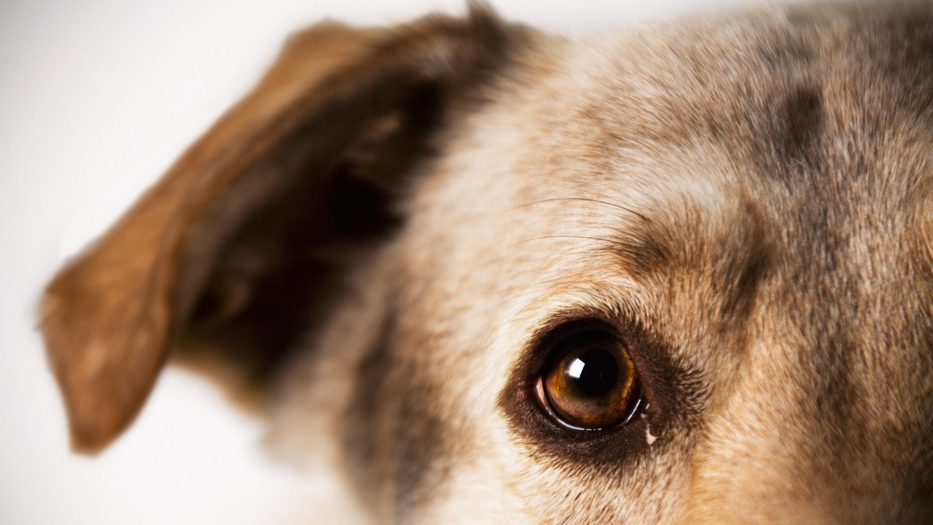 Are dogs color blind? Find out if your dog can see in color PetsRadar