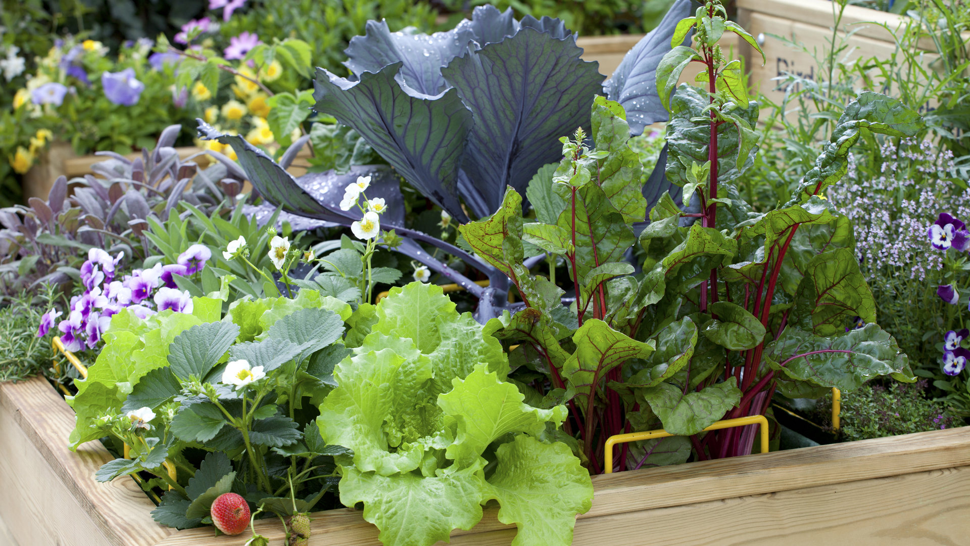 vegetable garden design