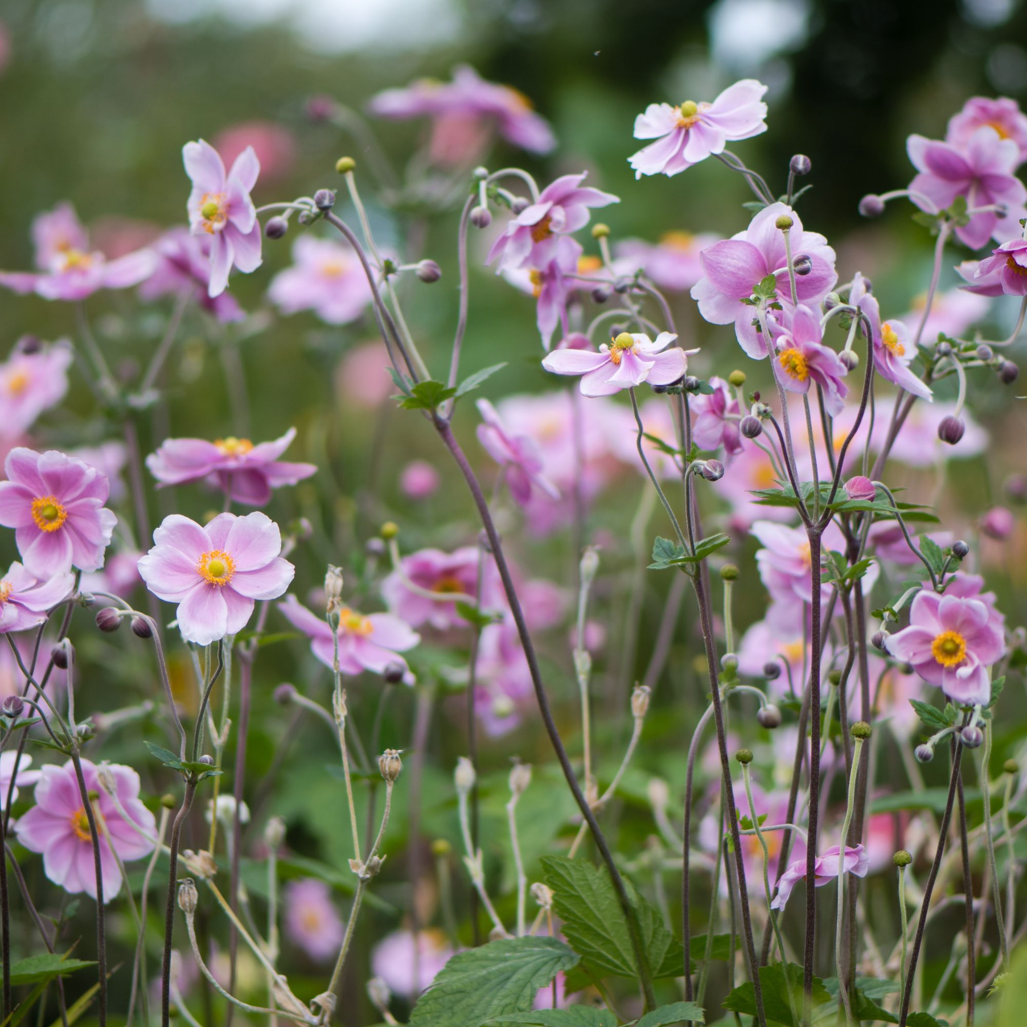 pink Japanese anemones perennial plant