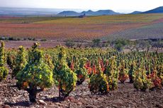 Rioja old vines