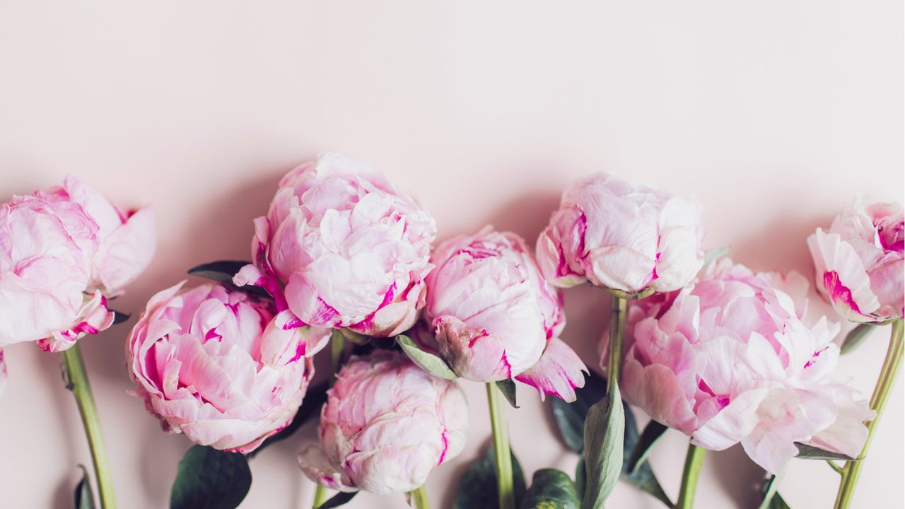 Pink peonies