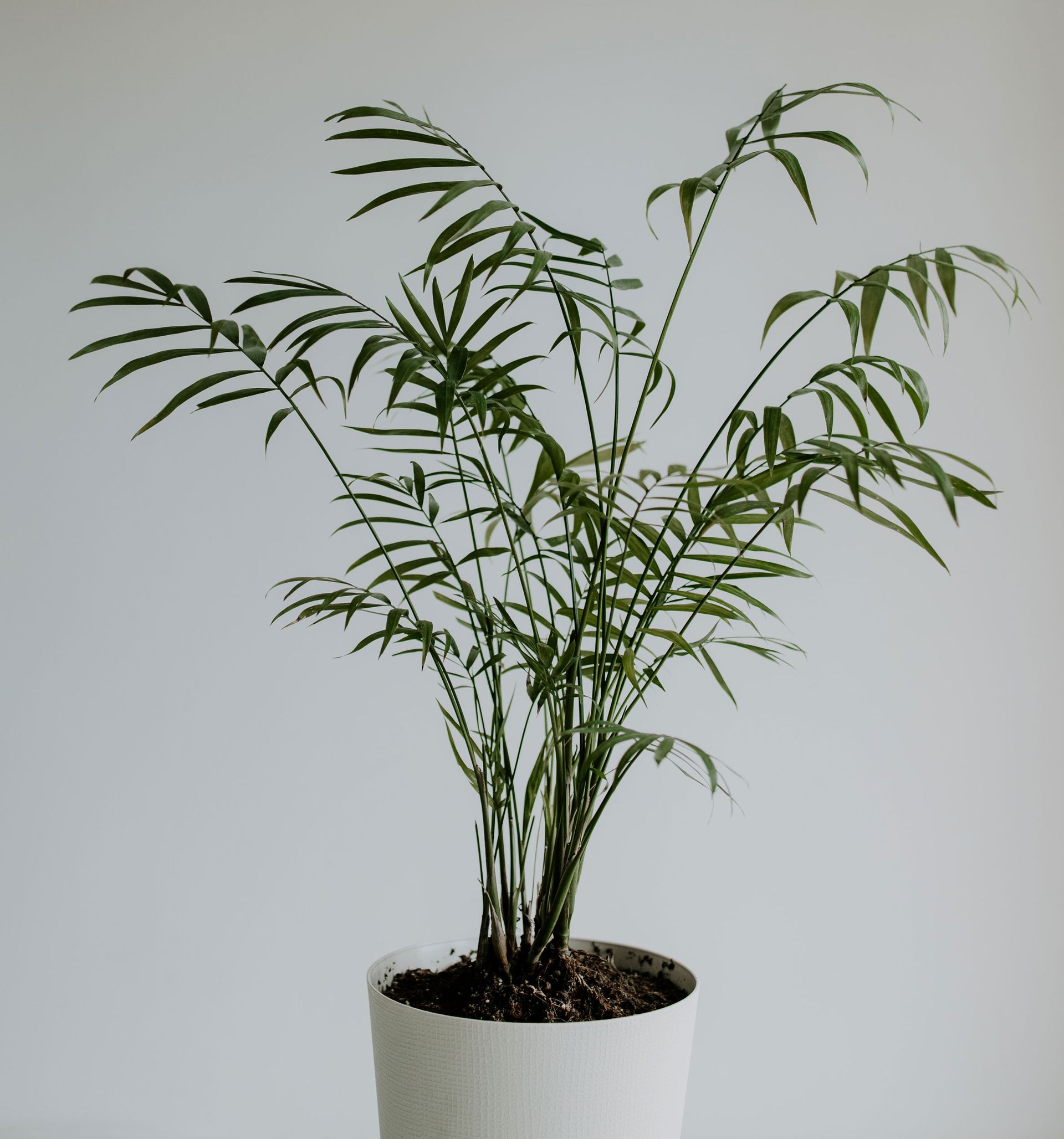 Pet-friendly house plants - Dwarf mountain palm