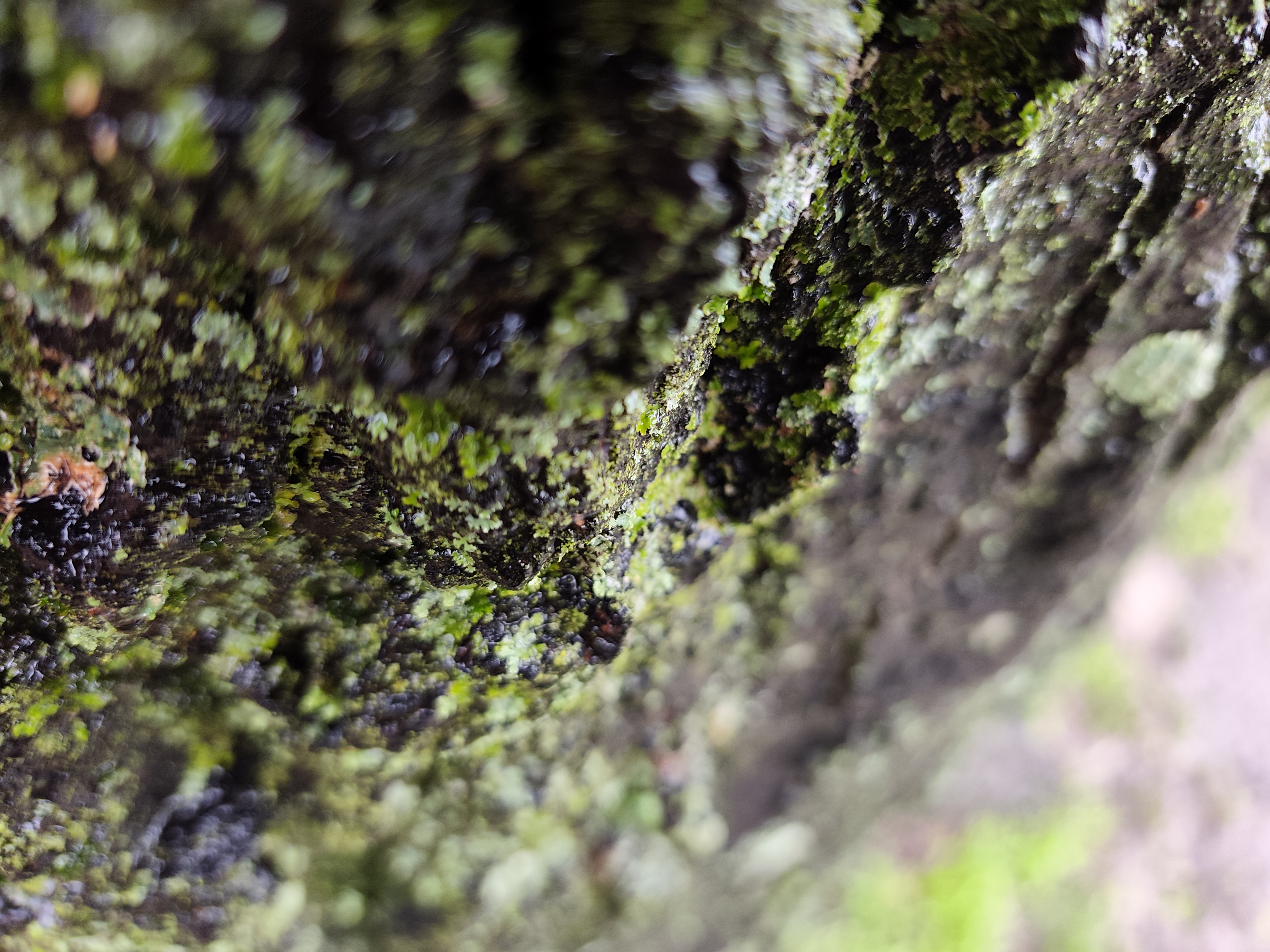 Xiaomi Redmi Note 15 Pro Plus camera sample moss macro ultrawide
