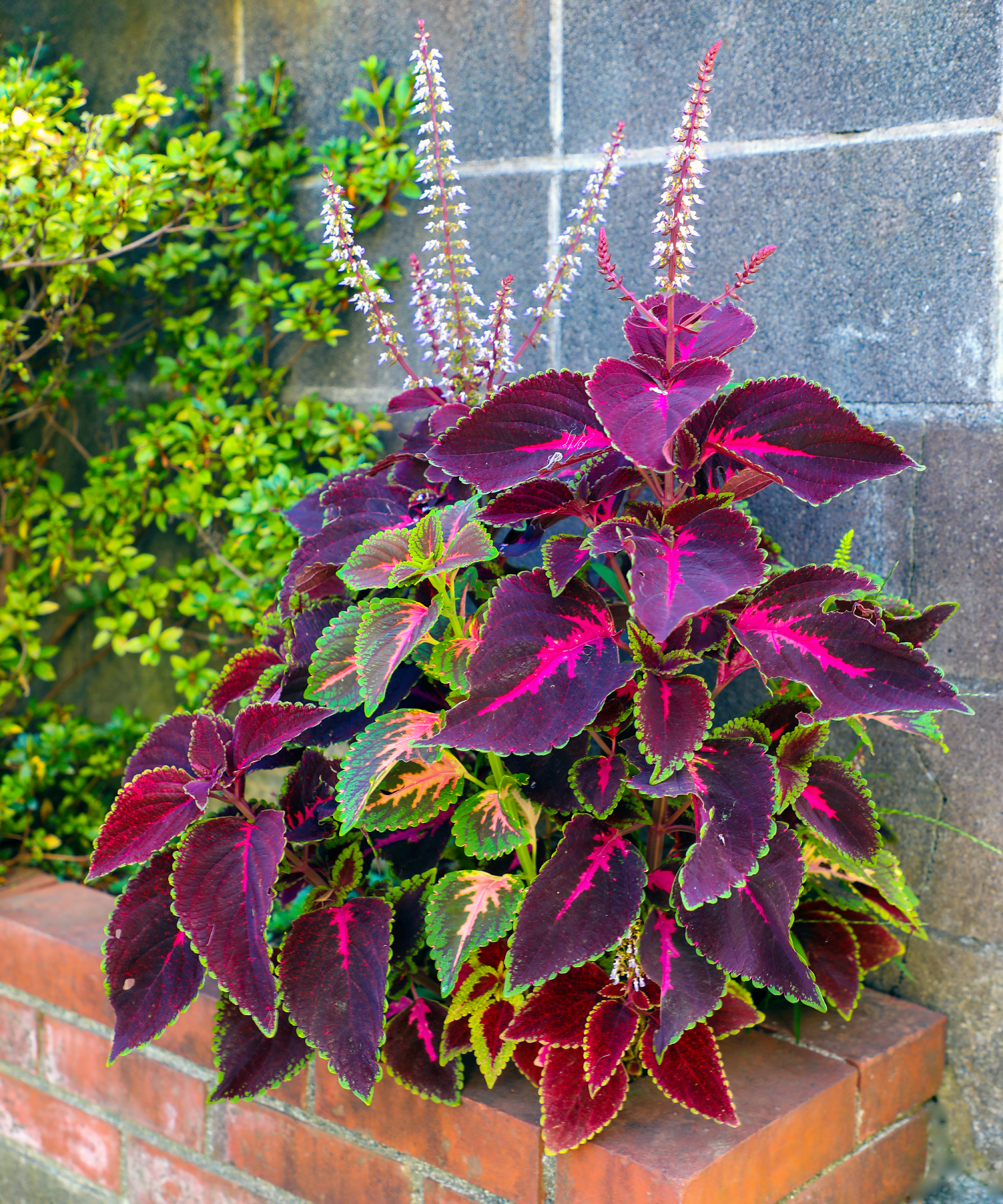 Coleus growing outside in container
