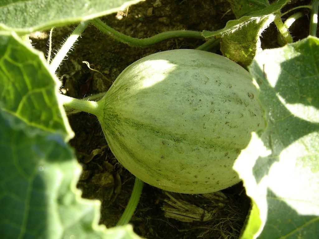How To Grow Melon Vines Tips To Grow Melons Gardening Know How
