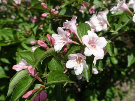 Diseased Weigela Shrubs