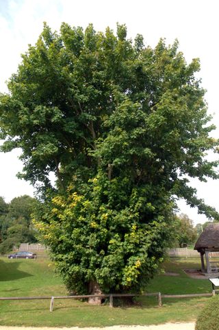 Tolpuddle Martyrs Tree in Tolpuddle Dorset England UK