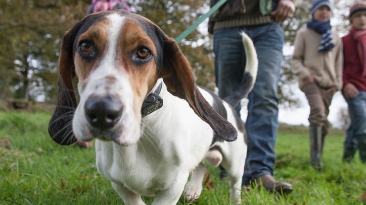 Close up of dog on leash being walked by family