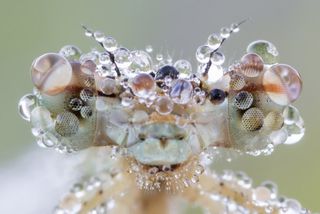 Dragonfly (<em>Platycnemis pennipes</em>) covered in dew drops.