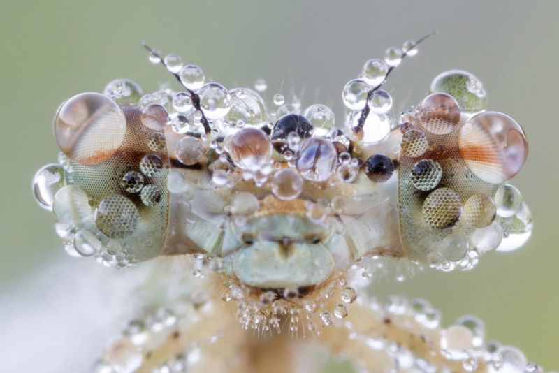 Dragonfly (&lt;em&gt;Platycnemis pennipes&lt;/em&gt;) covered in dew drops.