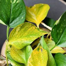 Pothos leaves turning black
