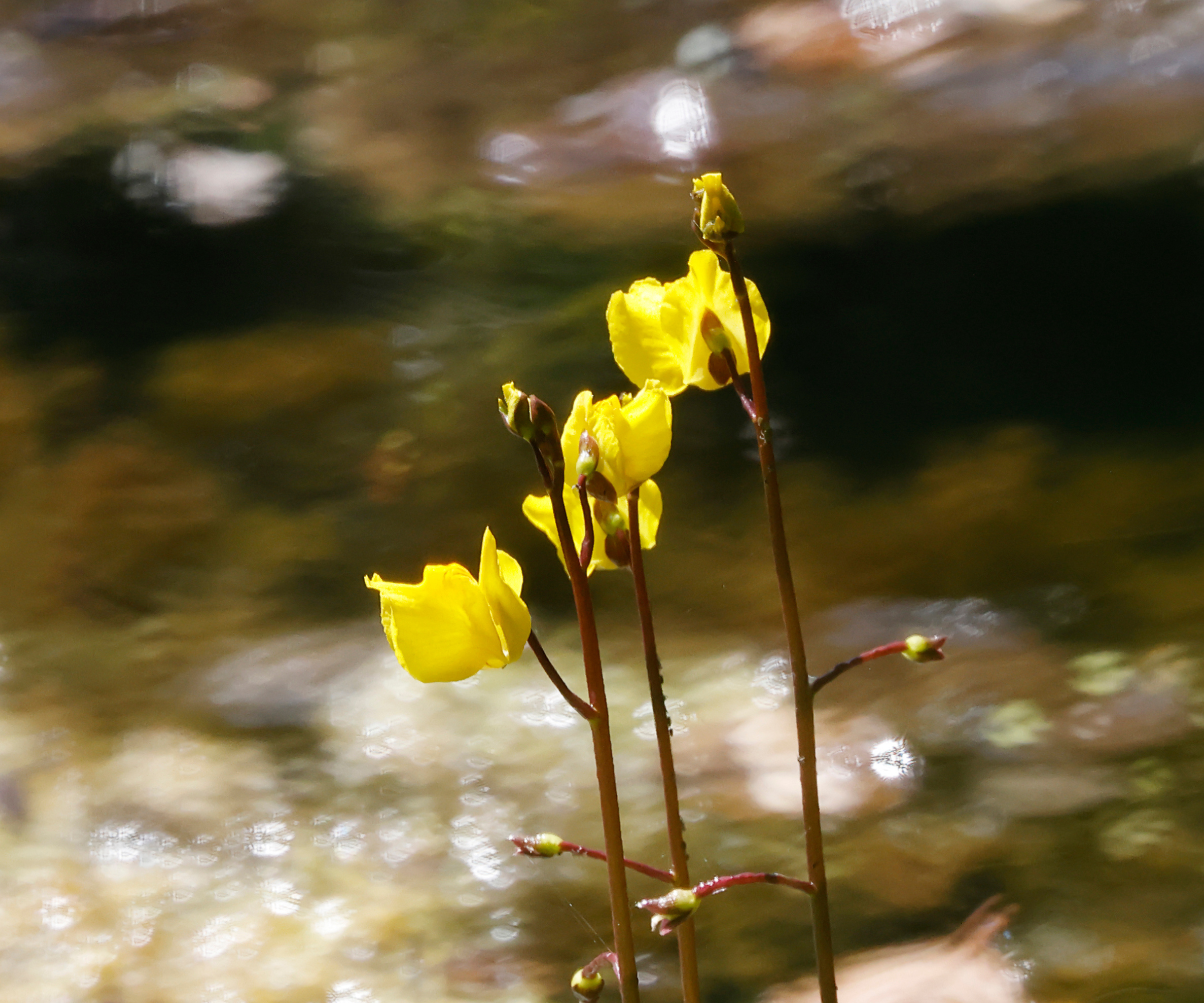 Greater bladderwort