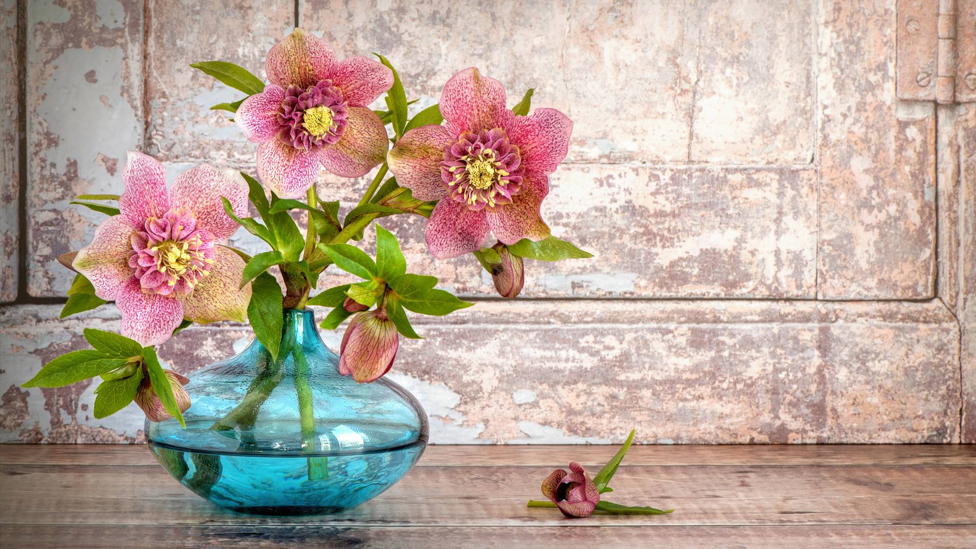 Pink hellebore blossoms in a blue glass vase
