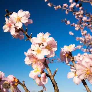 Flowering Almond (Prunus glandulosa ‘Alba Plena’ or ‘Rosea Plena’)