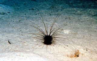 sea urchin from the deep sea