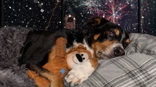 Dog lying in bed next to window cuddling toy as fireworks go off outside