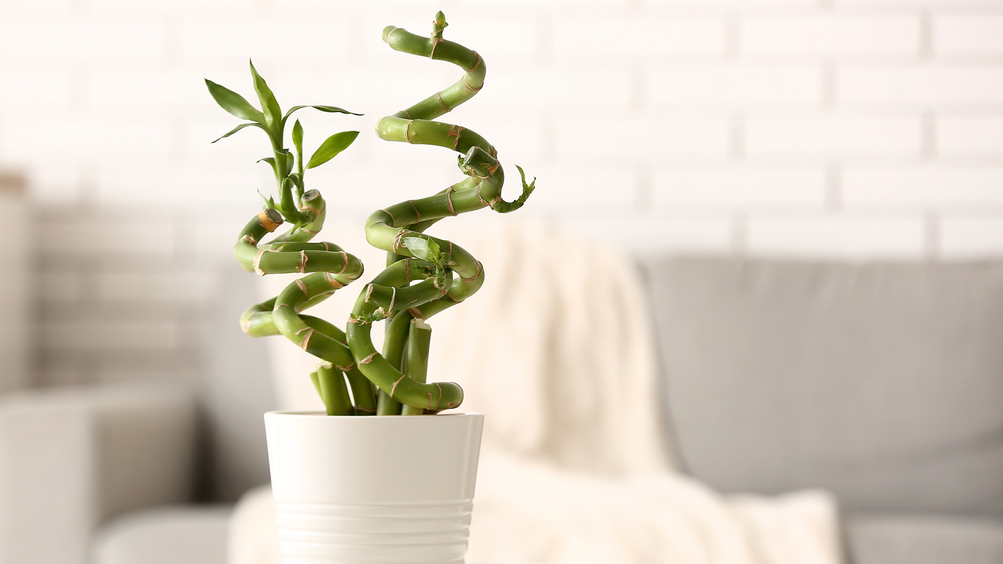 Lucky bamboo houseplant