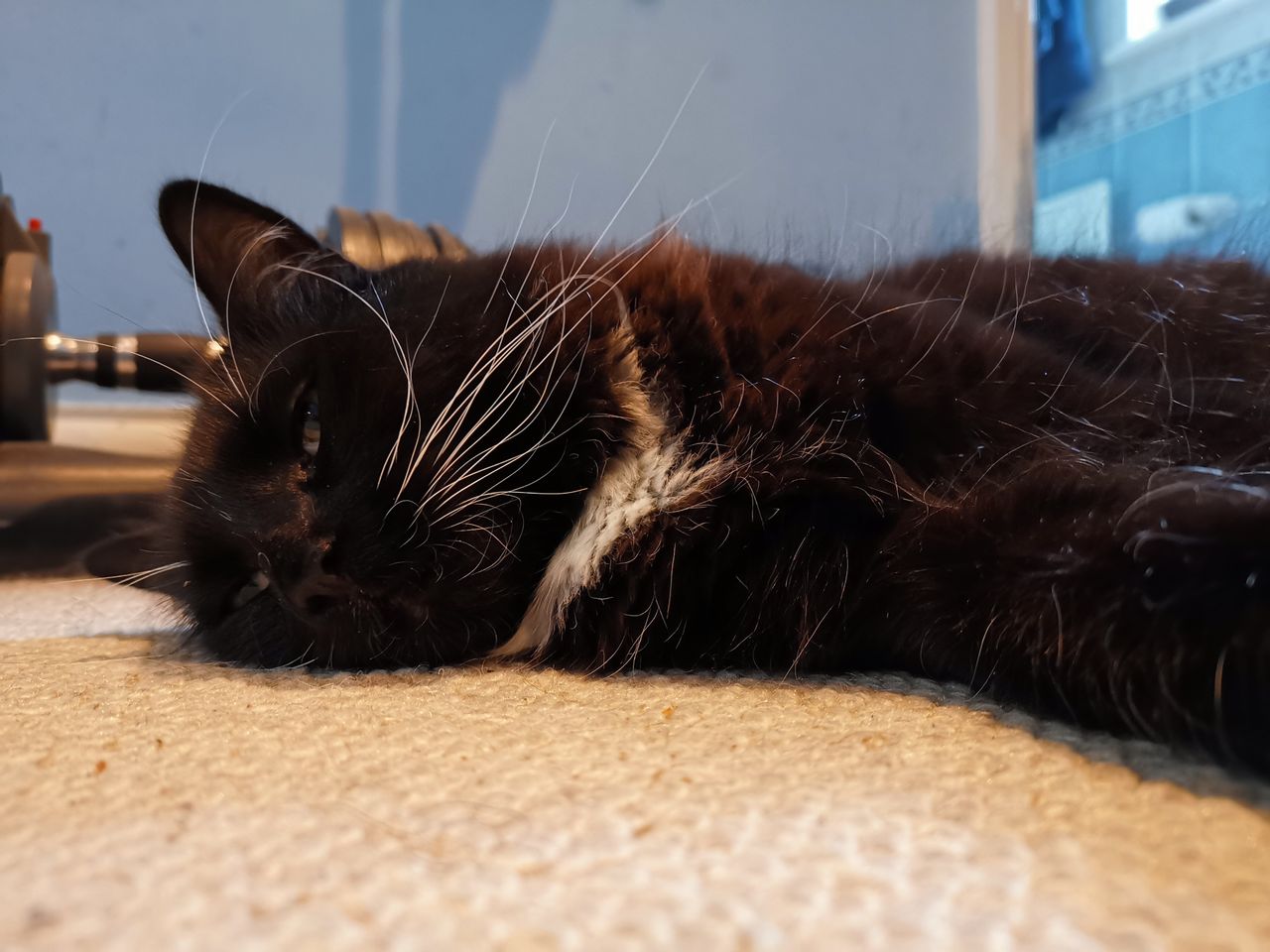 As with most camera phones, black cats indoors are a challenge for the Mate 20 X 5G, especially with AI scene detection switched on, and contrast pumped up.