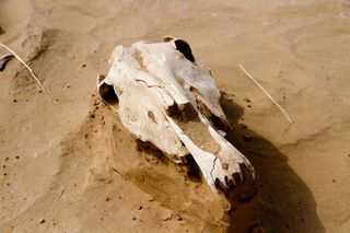 The team also found the head of a horse, along with the remains of a horse harness, near one of the skeletons.
