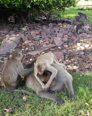 An obese long-tailed macaque in Thailand.