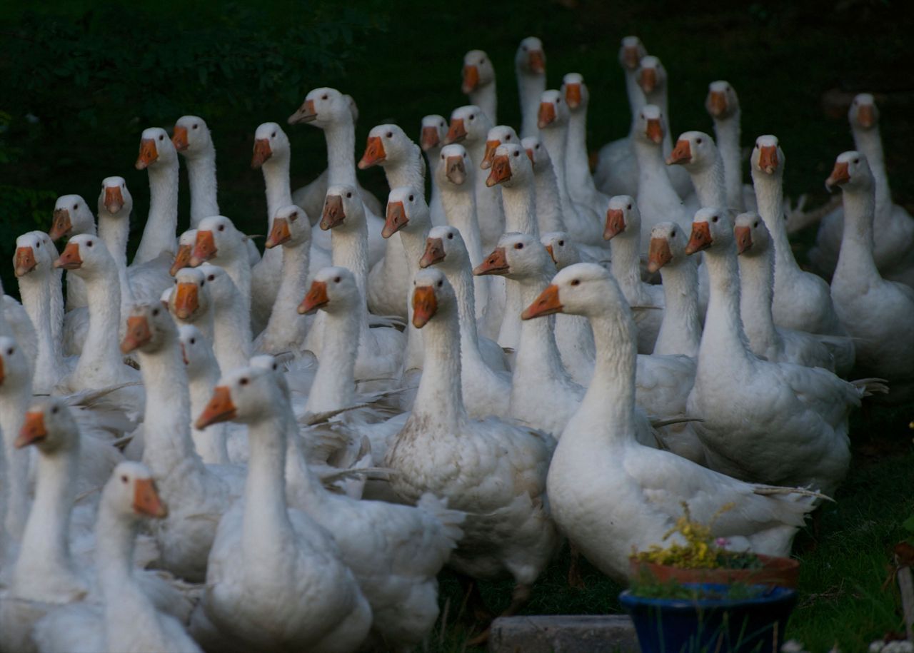 Waddle I do without you? The joys of sharing your home with gaggles of geese