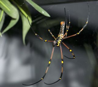 spiders, research, Golden orb-web spider model, spiders alive