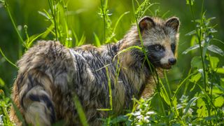 Racoon dog