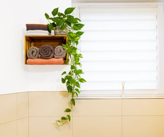 A pothos plant growing in a bathroom