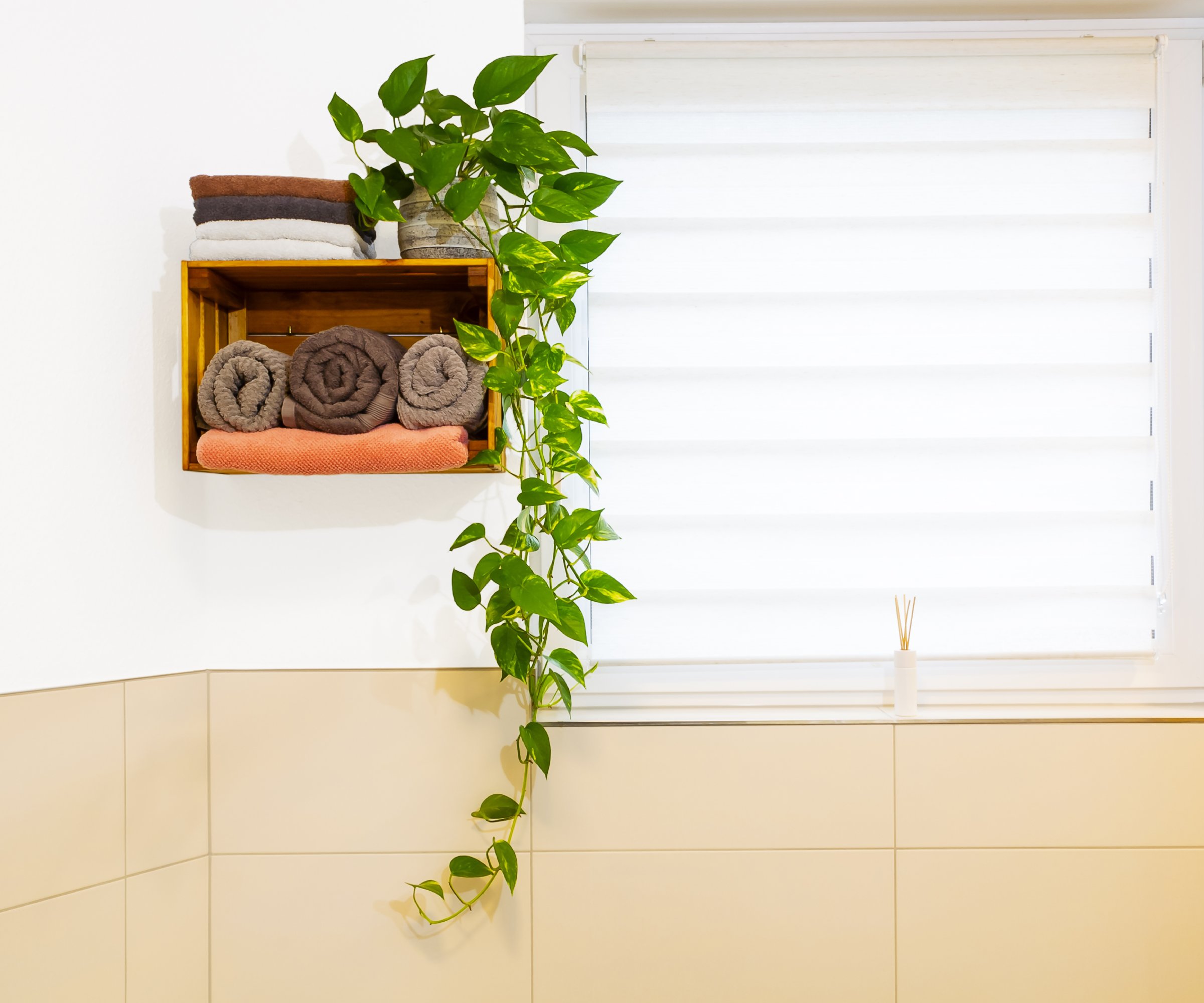 A pothos plant growing in a bathroom