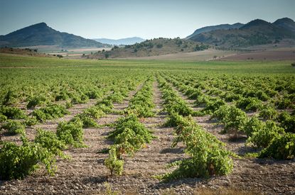 Jumilla-vineyard.jpg