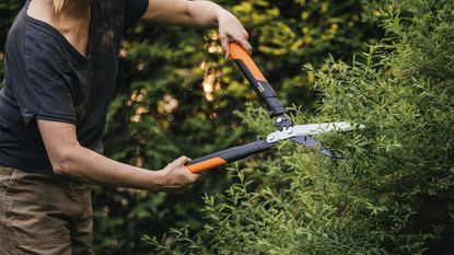 Pruning shrubs in autumn