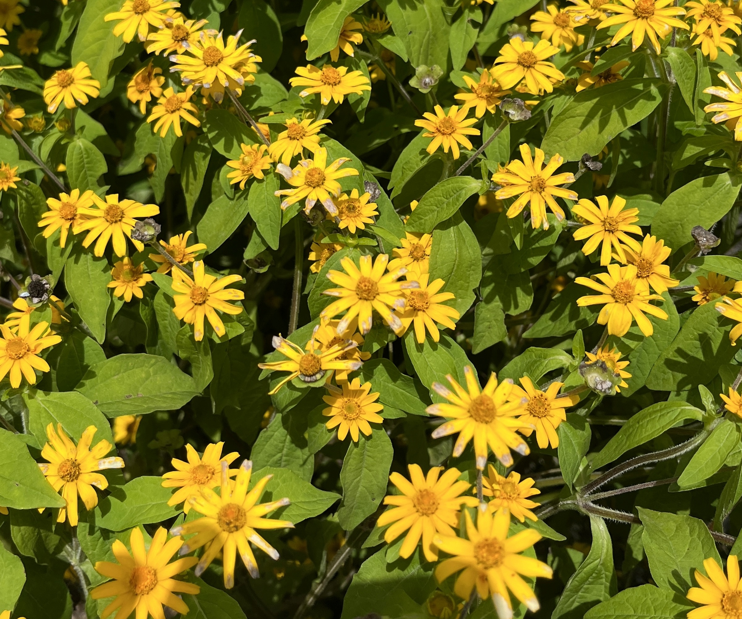 Yellow daisy-like flowers of Wedelia