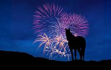 A seventh fireworks debate has taken place at Parliament. Pictured: a horse with fireworks going off in the background.