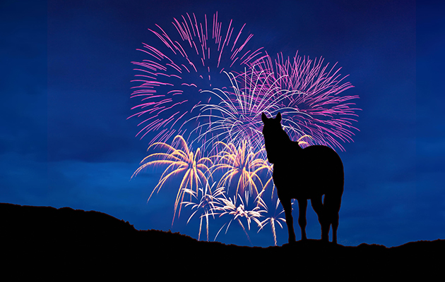 A seventh fireworks debate has taken place at Parliament. Pictured: a horse with fireworks going off in the background.