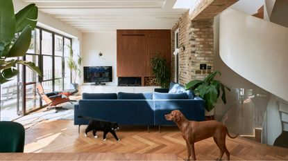 Open plan living room with dog and cat