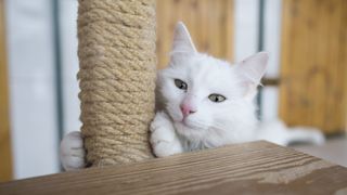 A Turkish Angora cat scratching on a post indoors