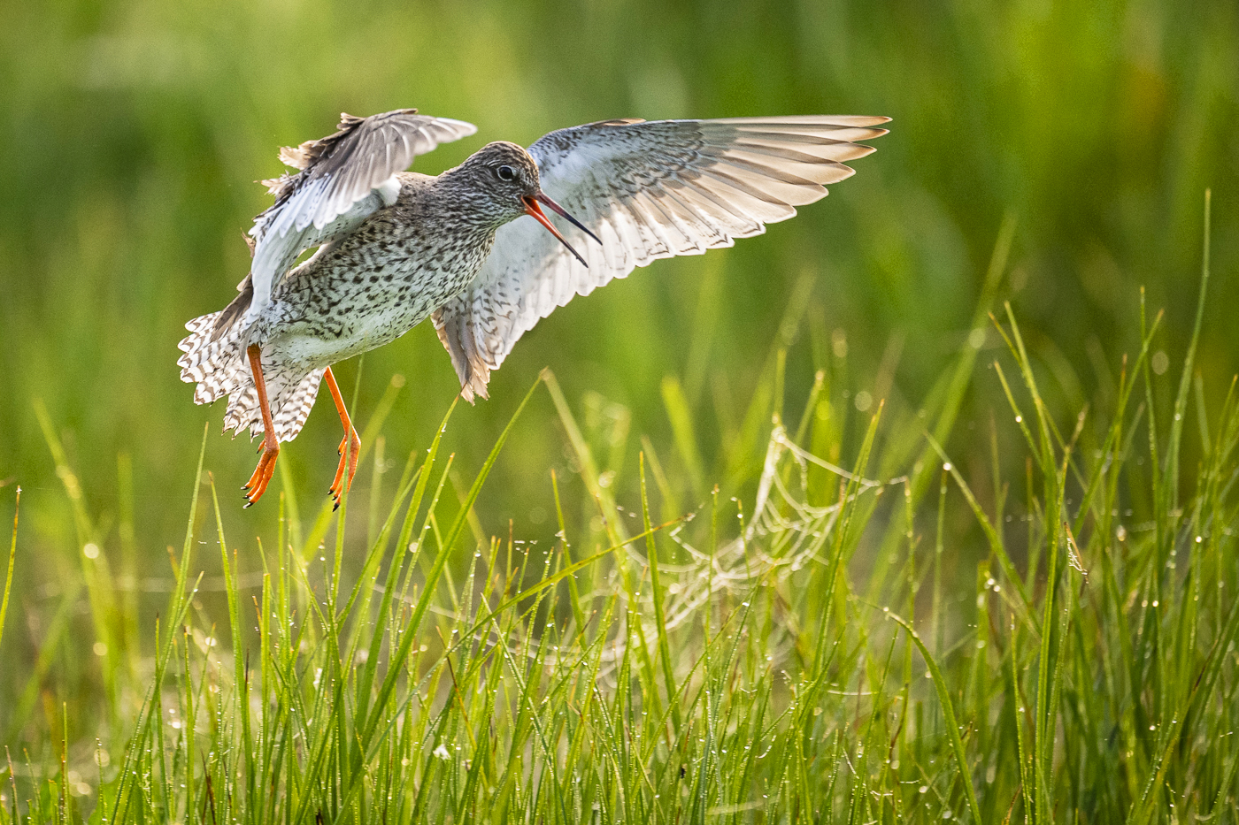 A redshank landing in dew-covered grass, wings fully spread and beak open mid-call, legs bright orange against the green.