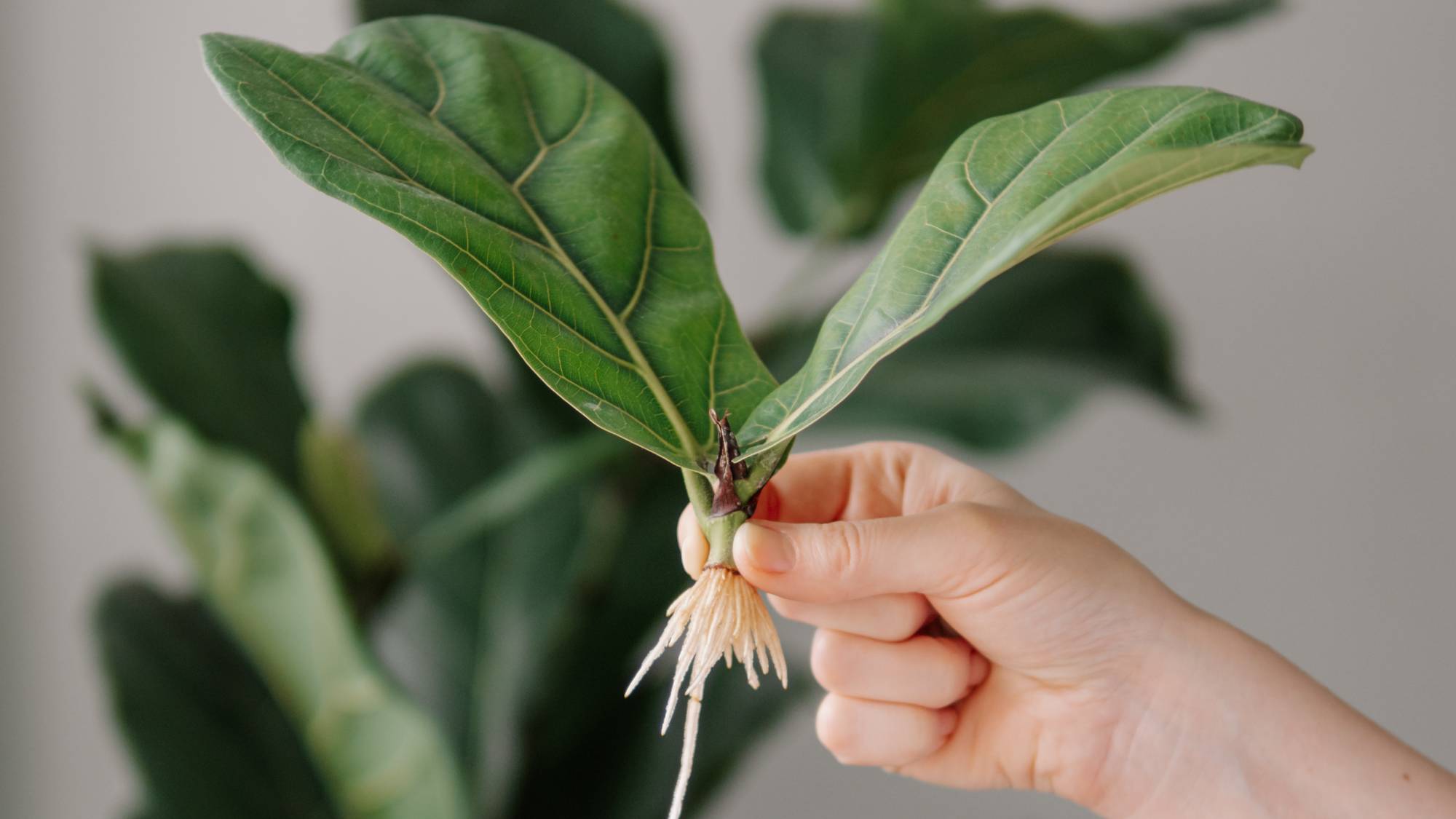 A hand holds a rooted cutting of a fiddle leaf fig