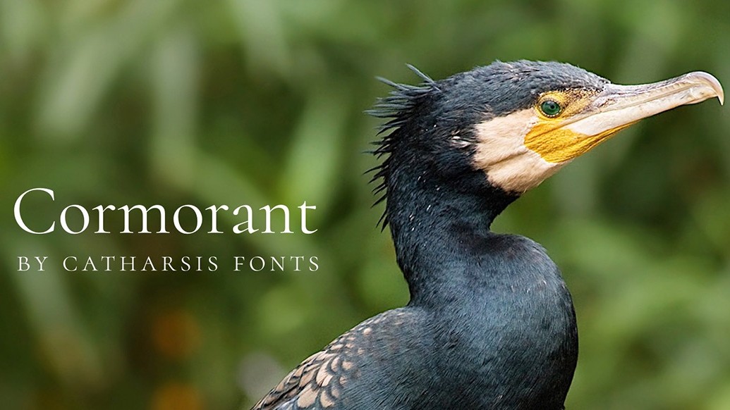 Best free fonts: Photo of cormorant