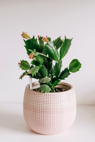 A budding Christmas cactus in a textured planter