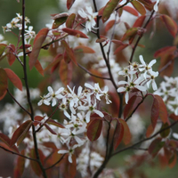 Snowy Mespilus | from £19.99 at Crocus