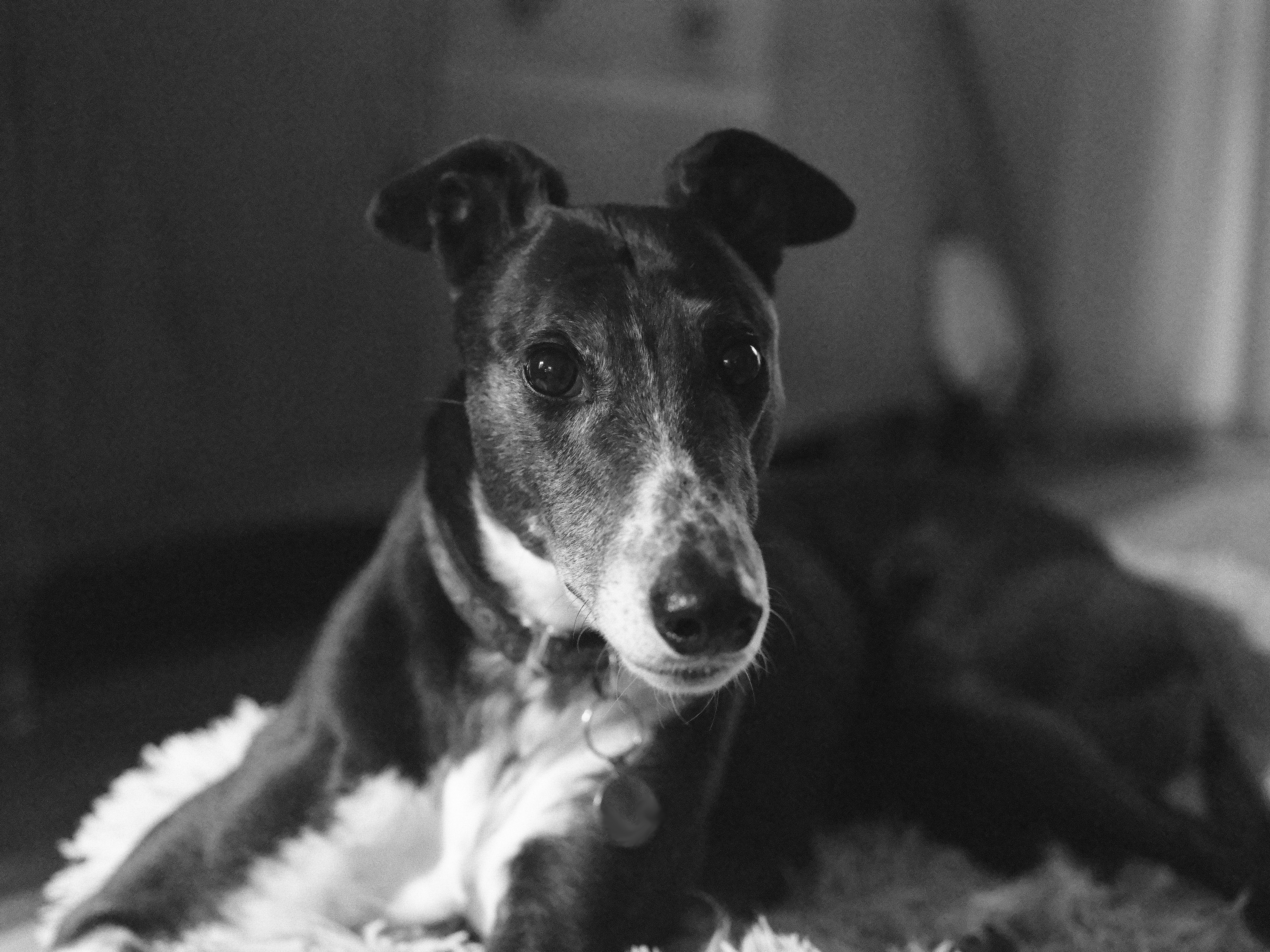 A black and white photo of a greyhound taken on the Fujifilm GFX100 II