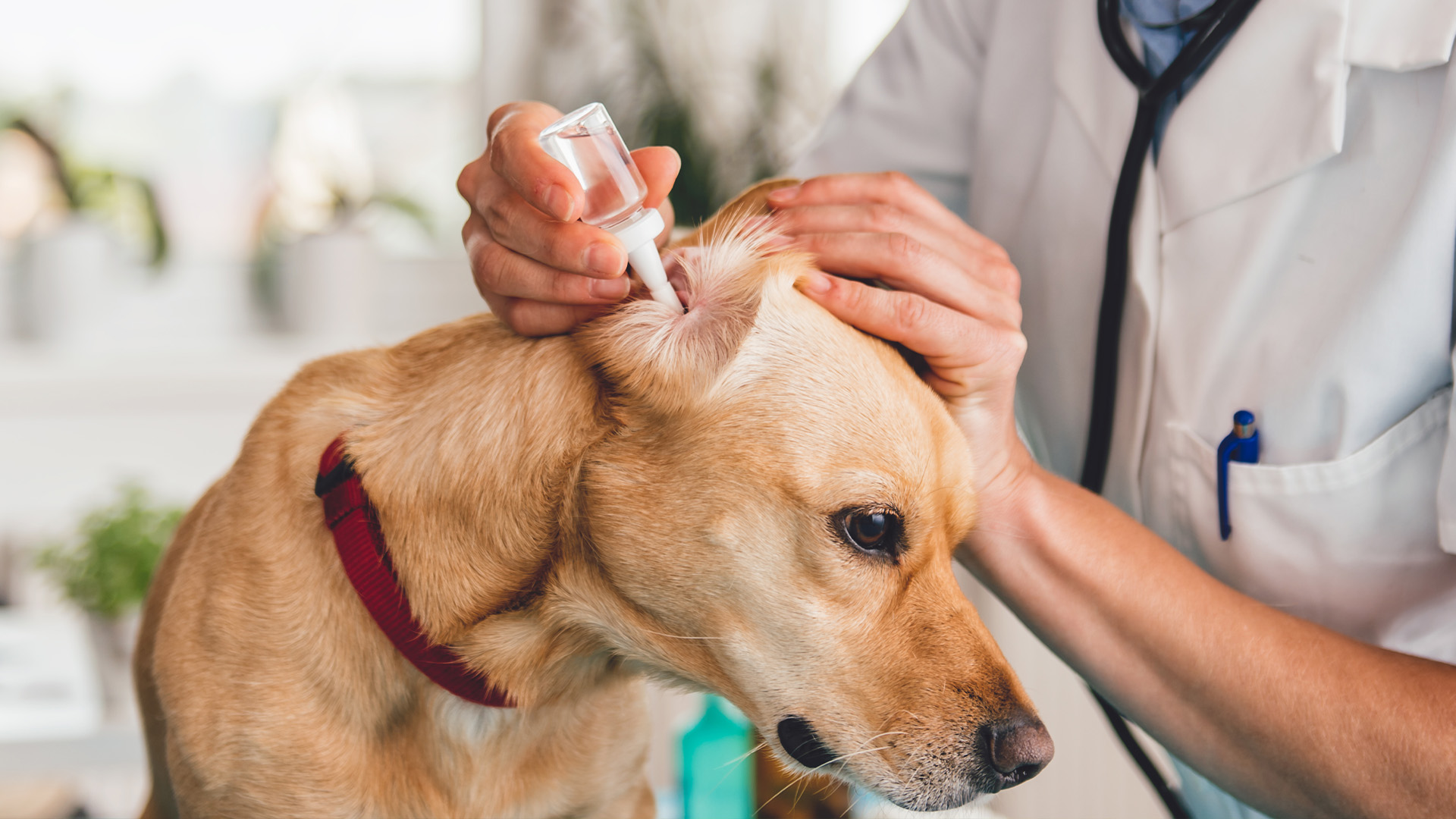 Vet cleaning a dog’s ear to prevent infection
