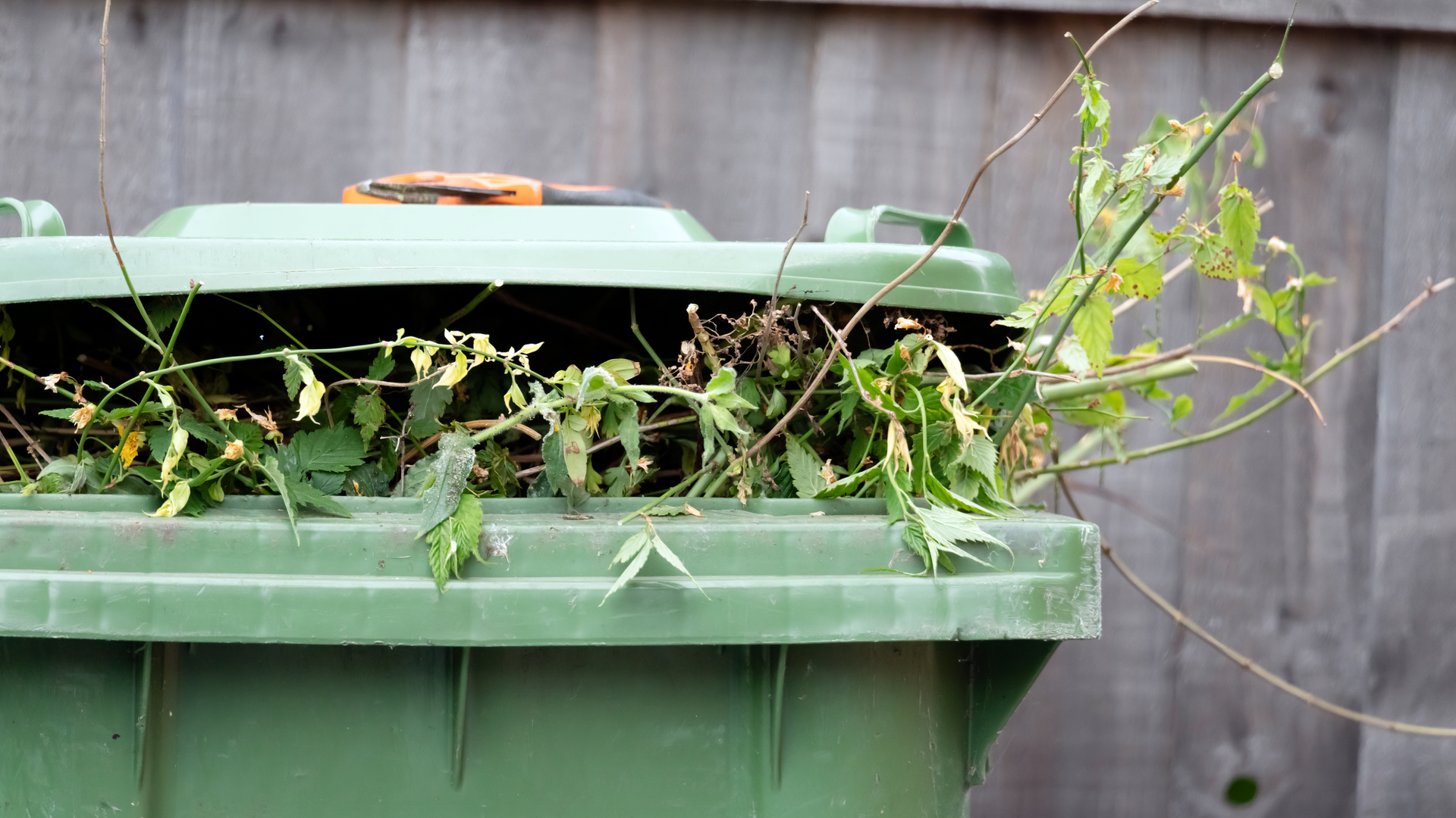 Neighbours keep putting rubbish in your bin? Experts explain how to handle the situation