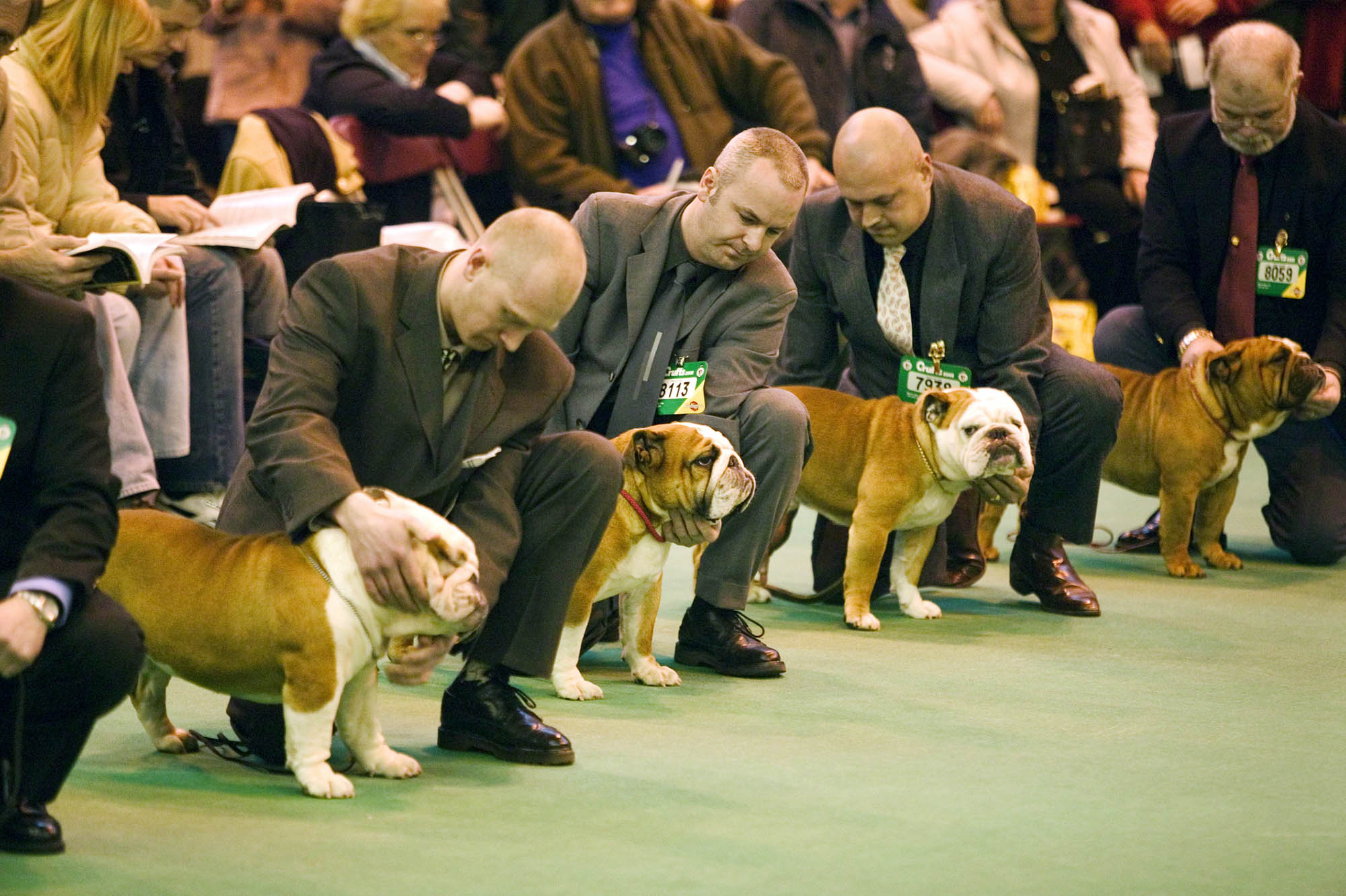 Dogs at Cruft's