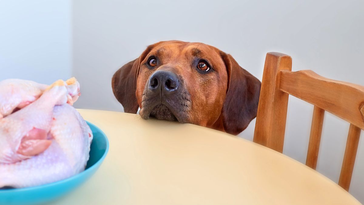 Dog sitting behind the kitchen table and looking at raw chicken meat