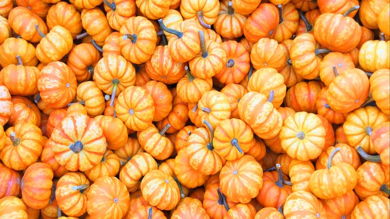 Pumpkin Picking Near Me: Where To Go This Weekend For A Seasonal Day ...